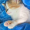 kitten, cat, sleeping, paw, pink_paws, fur, white_fur, orange_fur, blue_blanket, cozy, cute, pet, animal, resting, close_up, soft_texture, indoor, sleep, small, adorable
