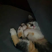 Sassy is registered to the contest to win money with this photo: calico_cat, cat, sleeping, paws, blanket, bed, cozy, fur, pet, animal, rest, cute, domestic_cat, indoor, relaxation, warm, snuggled, feline, covered, peaceful