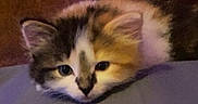 Sassy joined the competition — help win amazing prizes! kitten, cat, resting, sleepy, fur, cute, animal, pet, closeup, head, face, whiskers, ears, indoor, soft, young, feline, domestic_cat, calm, cozy