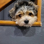 Bailey a rejoint le concours — aidez-le/la à gagner de superbes lots ! animal, black, brown, closeup, curious, cute, dog, face, fluffy, fur, head, indoor, looking, nose, pet, puppy, texture, wall, white, wooden_railing