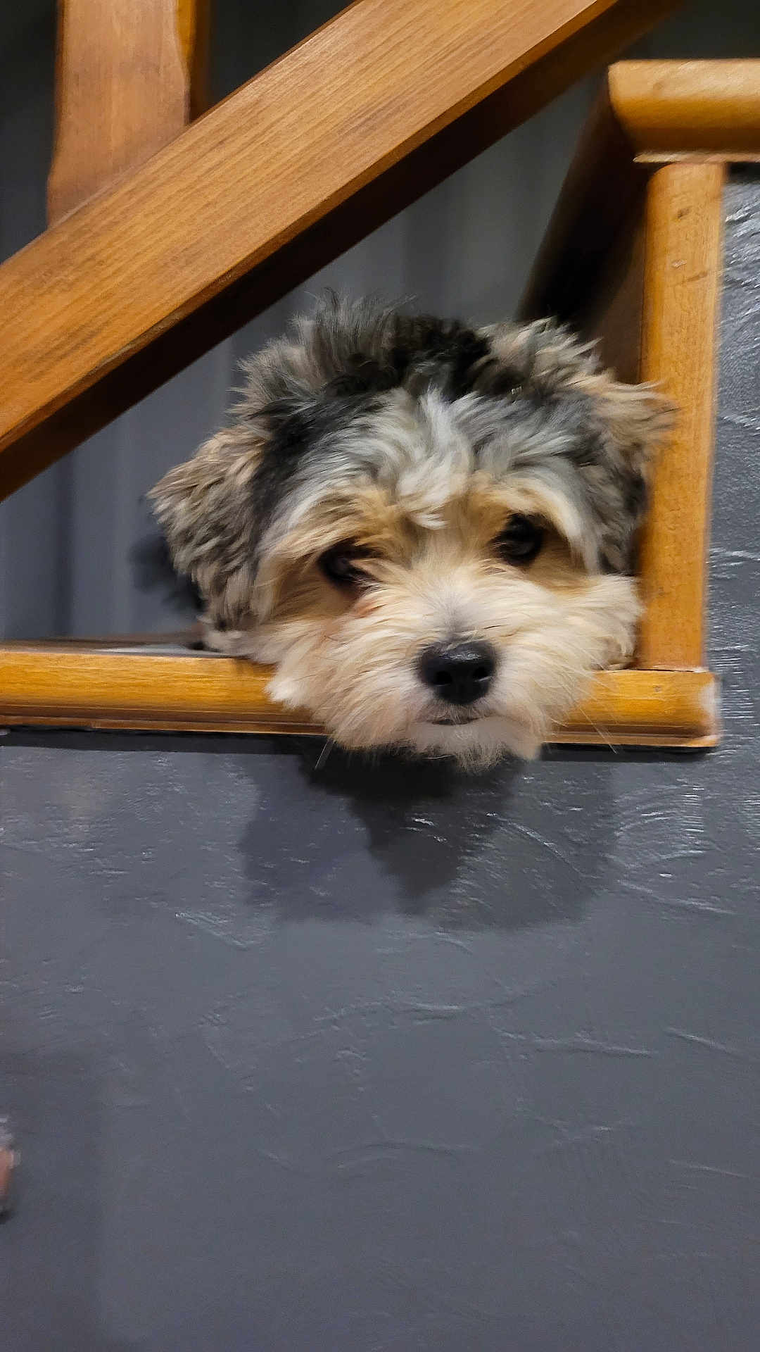 Bailey a rejoint le concours — aidez-le/la à gagner de superbes lots ! animal, black, brown, closeup, curious, cute, dog, face, fluffy, fur, head, indoor, looking, nose, pet, puppy, texture, wall, white, wooden_railing
