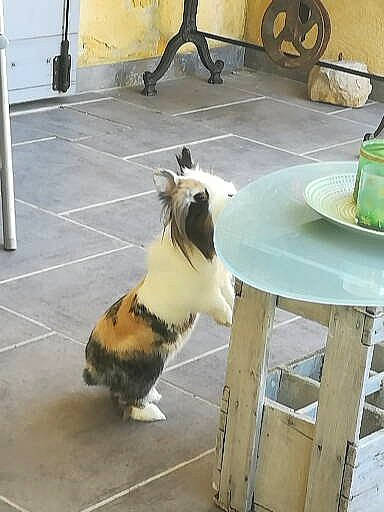 Chipie participe au concours pour gagner de l'argent avec cette photo : bulldog, canidae, carnivore, companion_dog, dog, dog_breed, fawn, floor, flooring, non_sporting_group, pug, puppy, snout