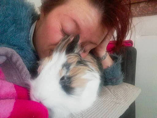 Chipie a rejoint le concours — aidez-le/la à gagner de superbes lots ! canidae, child, companion_dog, ear, guinea_pig, iris, nap, puppy, rabbit, rabbits_and_hares, rodent, shih_tzu