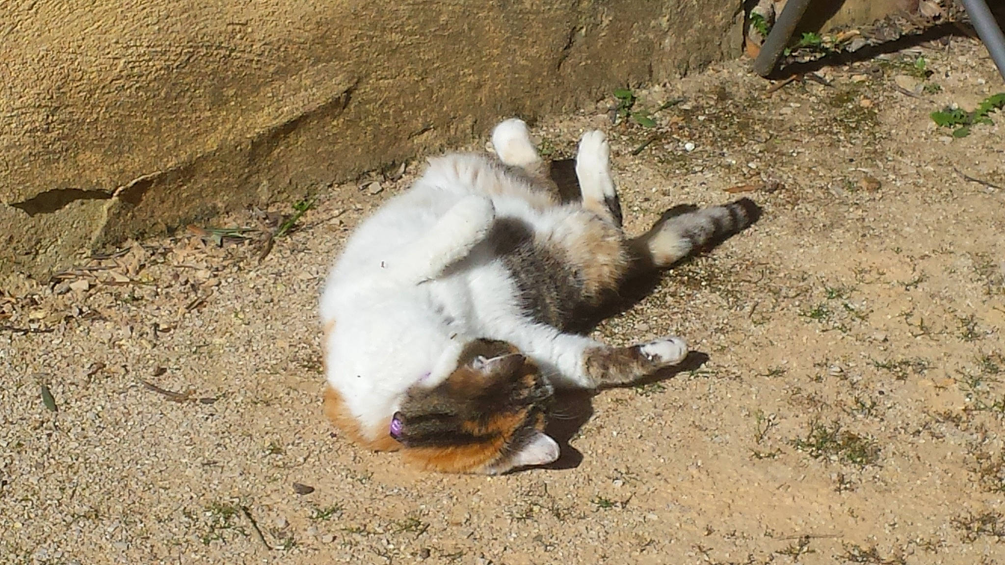 Duchesse participe au concours pour gagner de l'argent avec cette photo : carnivore, cat, claw, felidae, paw, small_to_medium_sized_cats, tail