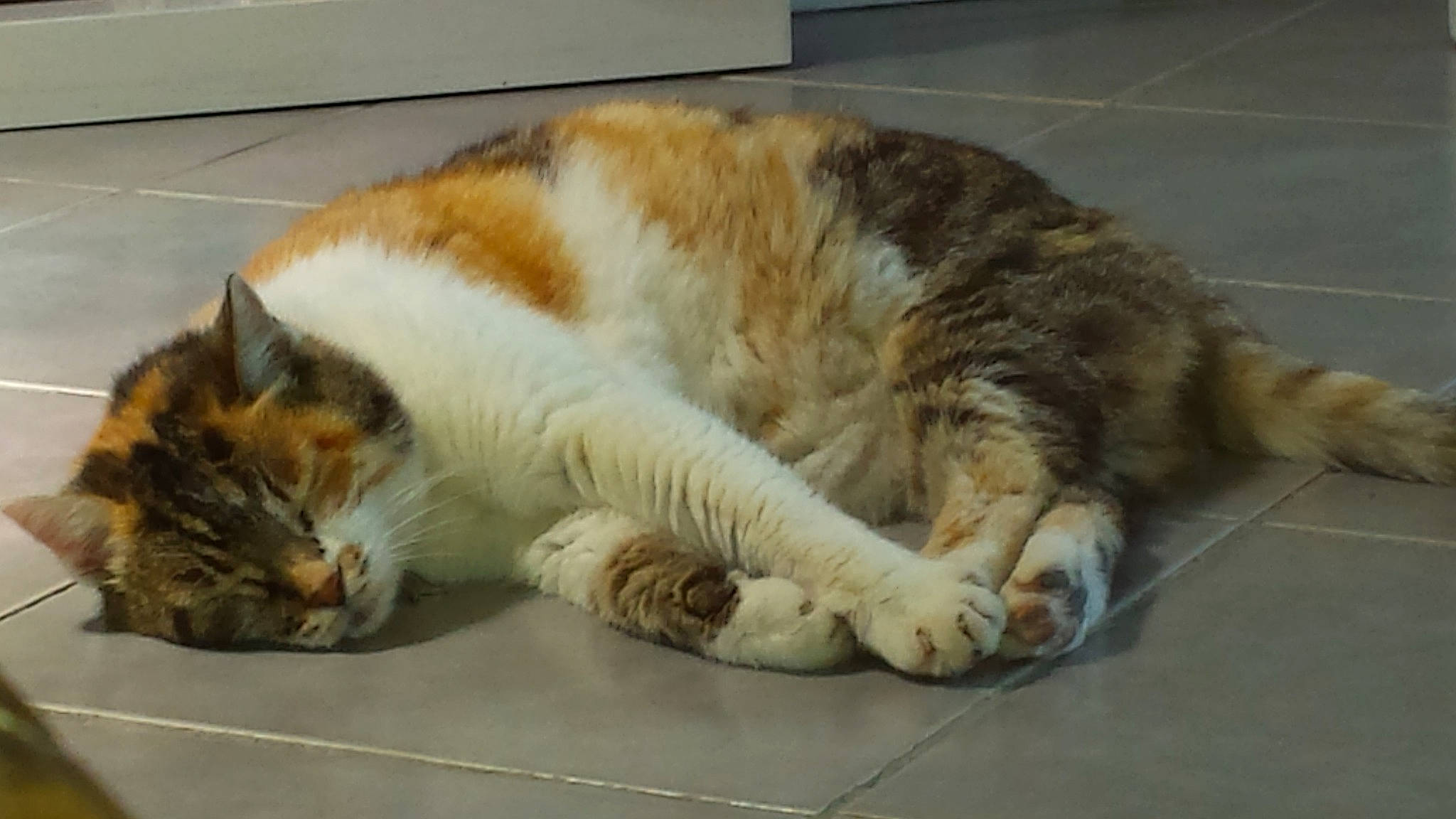 Duchesse participe au concours pour gagner de l'argent avec cette photo : aegean_cat, carnivore, cat, claw, domestic_short_haired_cat, european_shorthair, felidae, fur, nap, paw, polydactyl_cat, sleep, small_to_medium_sized_cats, snout, tabby_cat, whiskers