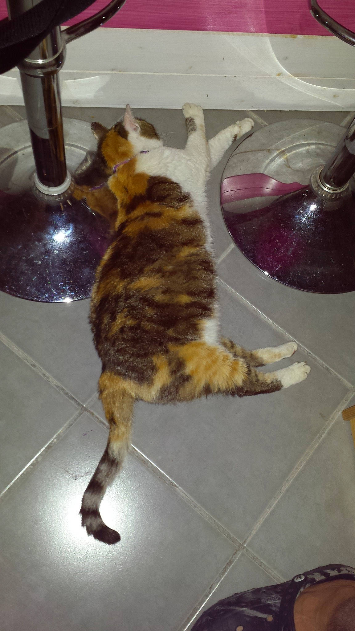 Duchesse participe au concours pour gagner de l'argent avec cette photo : carnivore, cat, domestic_short_haired_cat, european_shorthair, felidae, floor, flooring, german_rex, small_to_medium_sized_cats, tail, whiskers