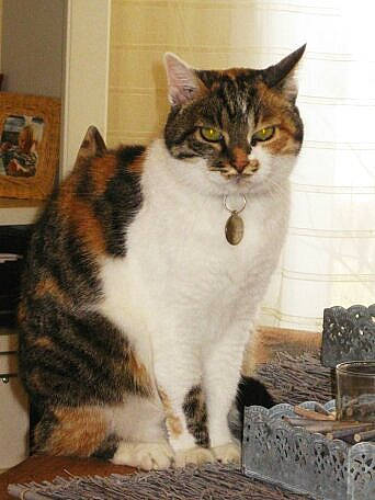 Duchesse participe au concours pour gagner de l'argent avec cette photo : aegean_cat, american_wirehair, asian, carnivore, cat, domestic_short_haired_cat, european_shorthair, felidae, mammal, polydactyl_cat, small_to_medium_sized_cats, tabby_cat, tail, whiskers, wild_cat