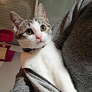 Olia a rejoint le concours — aidez-le/la à gagner de superbes lots ! aegean_cat, american_shorthair, american_wirehair, asian, carnivore, cat, domestic_short_haired_cat, european_shorthair, felidae, kitten, mammal, small_to_medium_sized_cats, vertebrate, whiskers