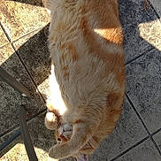 Rox a rejoint le concours — aidez-le/la à gagner de superbes lots ! cat, orange_tabby, feline, pet, animal, fur, stretching, sunlight, shadow, tile_floor, relaxing, indoor, paw, whiskers, sleepy, cute, domestic_cat, playful, cozy, resting