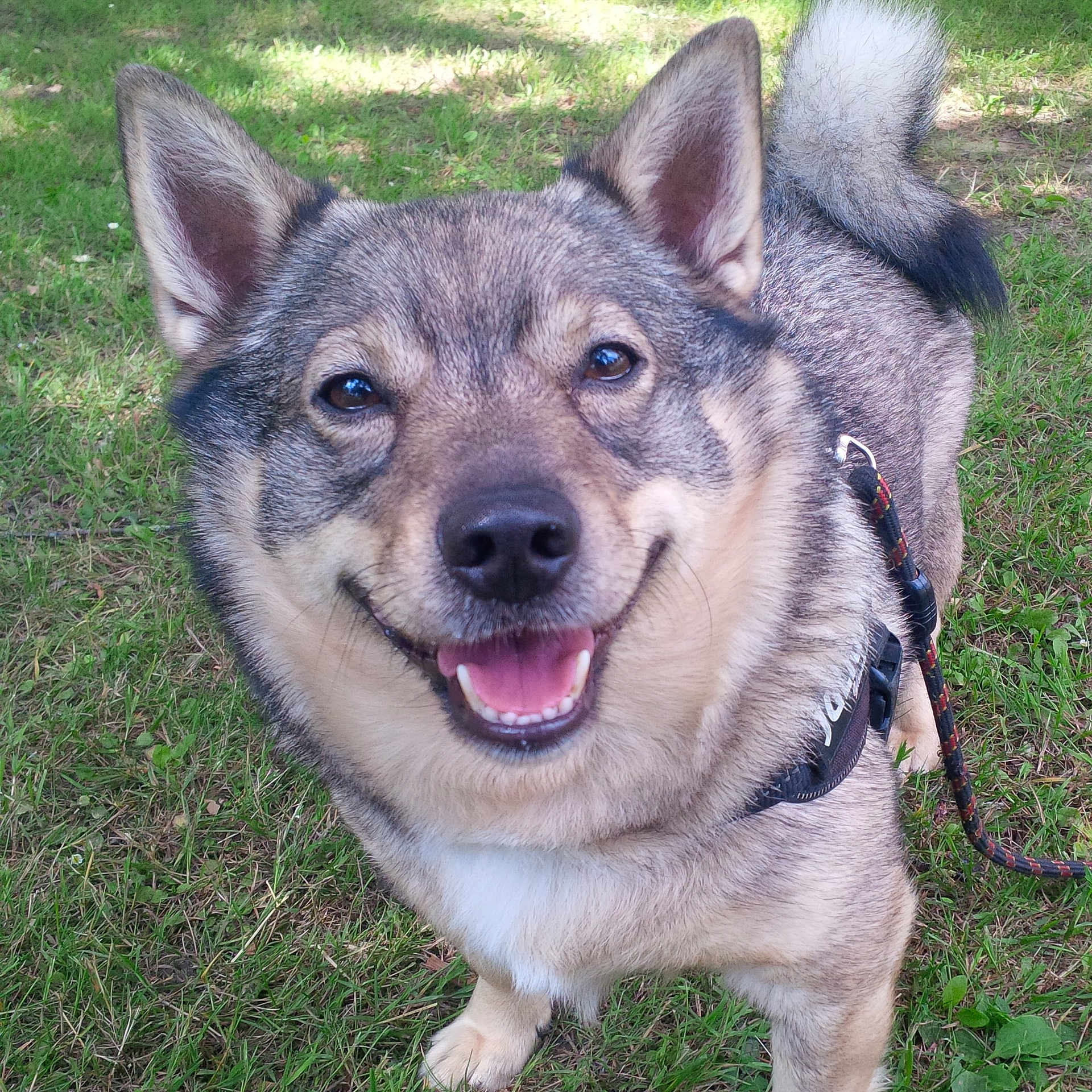 Odin