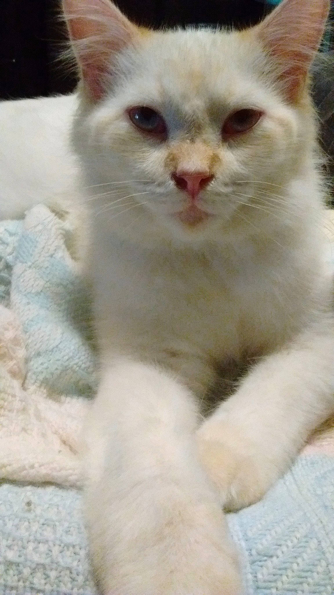 Bash joined the competition — help win amazing prizes! aegean_cat, arabian_mau, asian, british_semi_longhair, burmilla, carnivore, cat, domestic_short_haired_cat, eye, fawn, felidae, khao_manee, kitten, mammal, persian, person, small_to_medium_sized_cats, turkish_angora, turkish_van, vertebrate