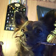 Gigi is registered to the contest to win money with this photo: dog, stick, pet, indoor, wood_paneling, shelf, collectibles, unicorn_poster, ears, nose, close_up, portrait, brown_fur, whiskers, eyes, muzzle, playful, low_light, living_room, curtain