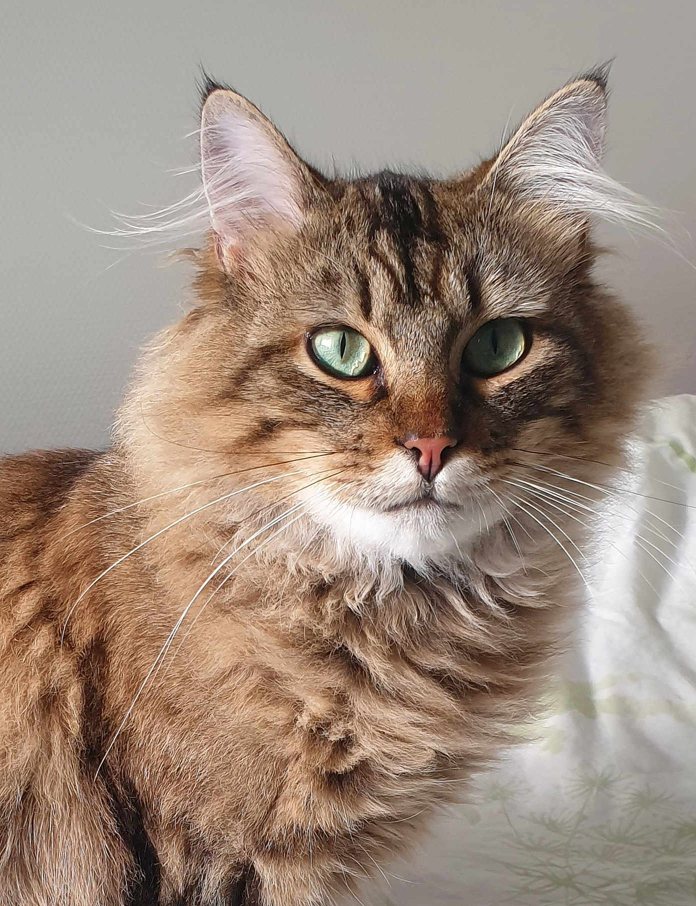 Mario a rejoint le concours — aidez-le/la à gagner de superbes lots ! abyssinian, angora, animal, cat, kitten, manx, pet, siamese, snout