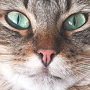 Mario a rejoint le concours — aidez-le/la à gagner de superbes lots ! abyssinian, angora, animal, brasssection, cat, egyptiancat, face, head, horn, kitten, manx, musicalinstrument, person, pet, photography, portrait, siamese, sleeping, snout