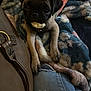 Bella joined the competition — help win amazing prizes! pug, puppy, dog, pet, blanket, jeans, ripped_jeans, paw, treat, indoor, couch, brown_bag, fur, cute, animal, resting, looking_up, cozy, snack, domestic