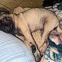 Bella joined the competition — help win amazing prizes! puppy, dog, sleeping, resting, leg, jeans, ripped_jeans, blanket, tile_floor, cozy, cute, pet, animal, fur, paw, tail, indoor, relaxation, young_dog, snuggling