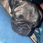 Bella joined the competition — help win amazing prizes! dog, pug, sleeping, close_up, pet, fur, wrinkles, denim, lap, relaxed, cute, animal, companion, indoors, texture, snout, ears, resting, soft_lighting, cozy