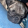 dog, pug, sleeping, close_up, pet, fur, wrinkles, denim, lap, relaxed, cute, animal, companion, indoors, texture, snout, ears, resting, soft_lighting, cozy