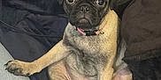 Bella joined the competition — help win amazing prizes! pug, puppy, dog, pet, cute, sitting, blanket, jeans, paw, indoor, young, canine, fur, collar, resting, looking, adorable, animal, companion, domestic