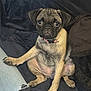 pug, puppy, dog, pet, cute, sitting, blanket, jeans, paw, indoor, young, canine, fur, collar, resting, looking, adorable, animal, companion, domestic