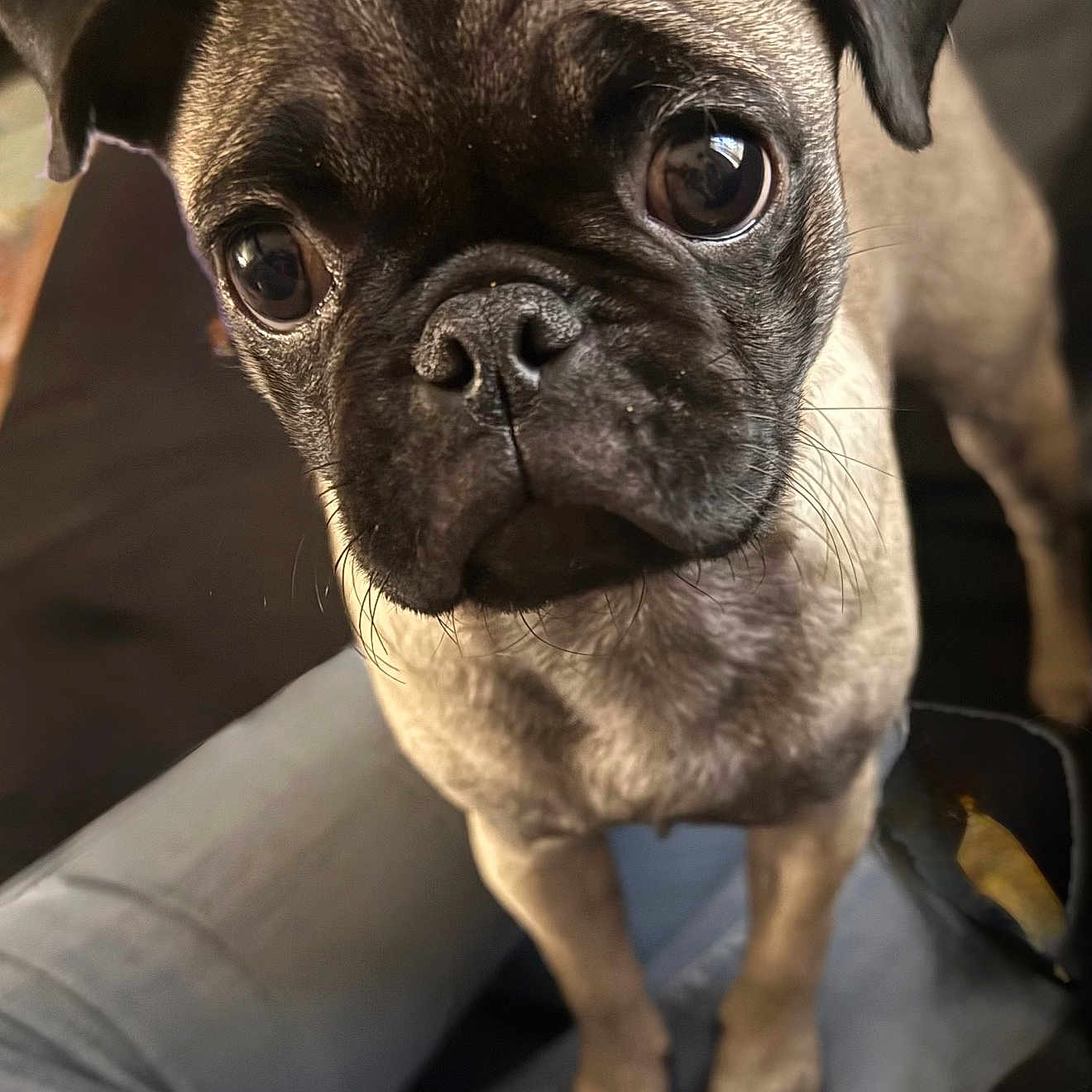 Bella joined the competition — help win amazing prizes! animal, big_eyes, black_muzzle, brown_fur, close_up, companion, cute, dog, domestic_animal, ears, indoor, jeans, lap, looking_up, pet, pug, puppy, short_fur, snout, whiskers