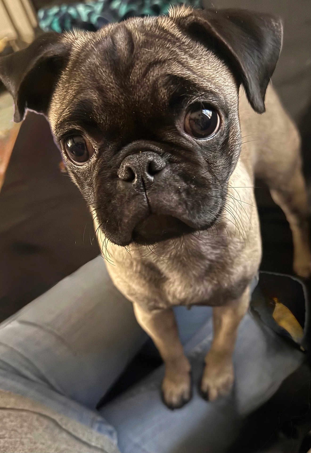 Bella