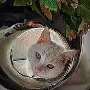 Pixi is registered to the contest to win money with this photo: angora, animal, art, bowl, cat, face, flower, head, kitten, leaf, manx, person, pet, photography, plant, porcelain, pottedplant, pottery, sphere, window