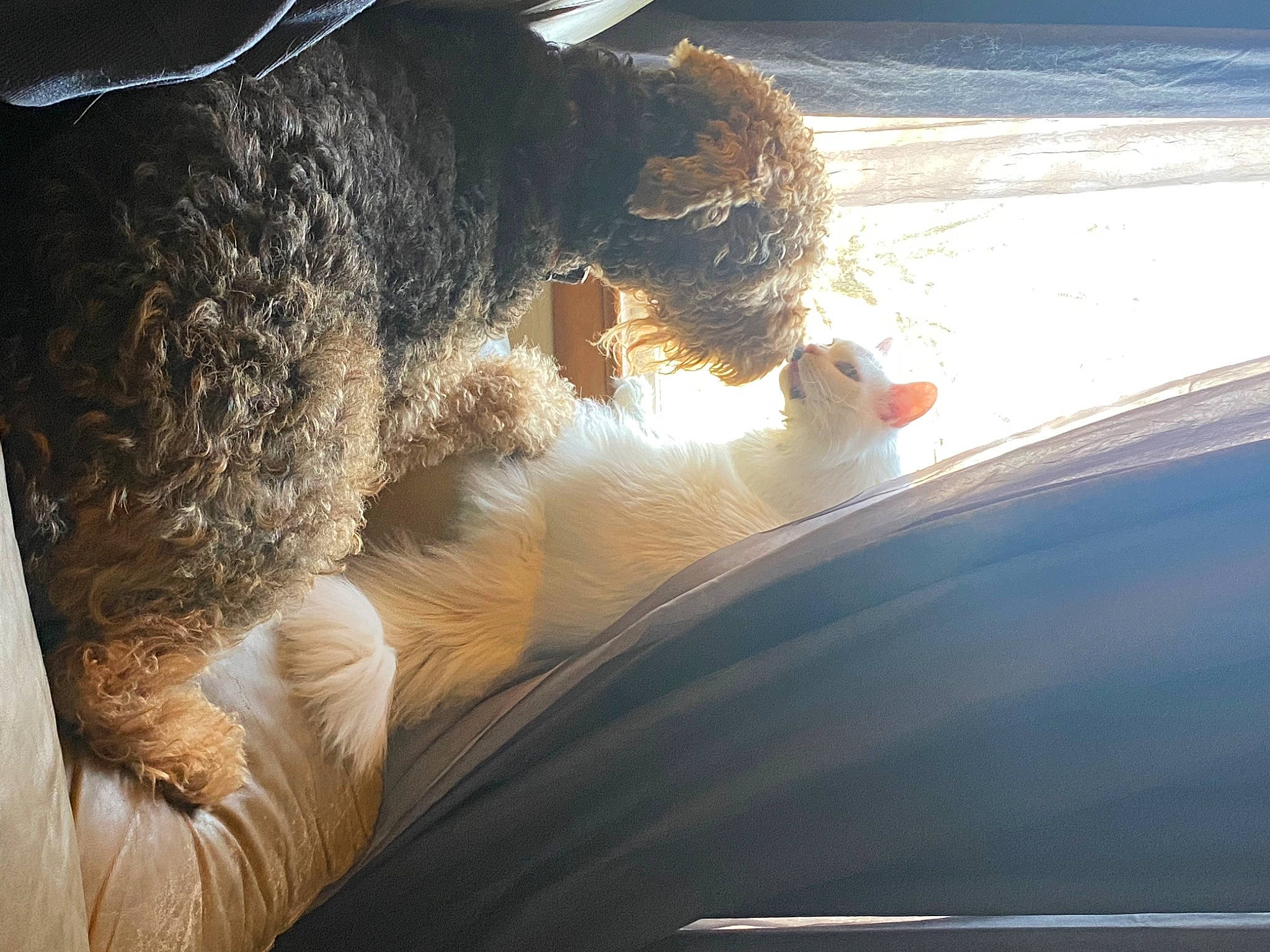 Barlo joined the competition — help win amazing prizes! auto_part, automotive_exterior, automotive_lighting, automotive_window_part, carnivore, companion_dog, dog, fawn, foot, fur, gesture, glass, hood, human_leg, leisure, snout, tints_and_shades, vehicle_door, windscreen_wiper, windshield