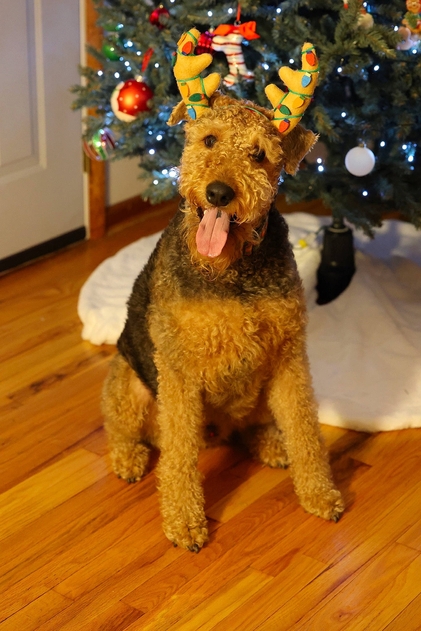 Barlo is registered to the contest to win money with this photo: airedale_terrier, carnivore, christmas_decoration, christmas_ornament, christmas_tree, companion_dog, dog, dog_breed, event, fawn, flooring, fur, hardwood, lakeland_terrier, snout, sporting_group, terrier, tree, welsh_terrier, wood