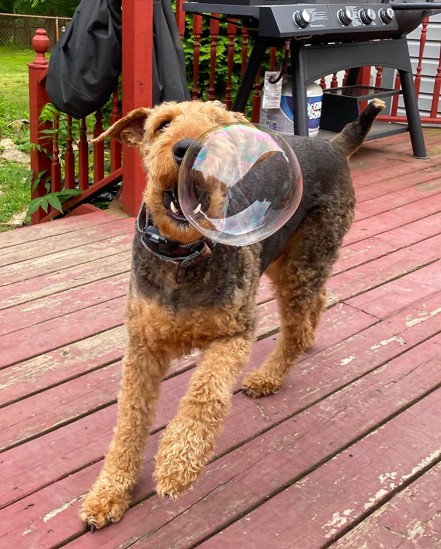 Barlo joined the competition — help win amazing prizes! airedale_terrier, canidae, carnivore, collar, companion_dog, dog, dog_breed, dog_collar, fawn, fur, hardwood, lakeland_terrier, leash, snout, sporting_group, tail, terrier, welsh_terrier, wood, working_animal