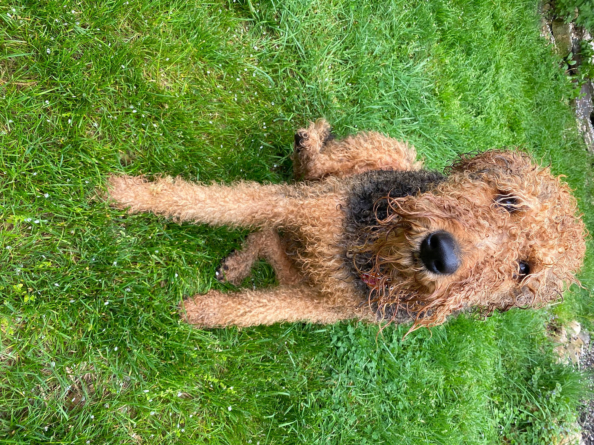 Barlo is registered to the contest to win money with this photo: fur, grass, grassland, groundcover, pasture, plant, soil, terrestrial_animal, toy, tree_stump, trunk, wood