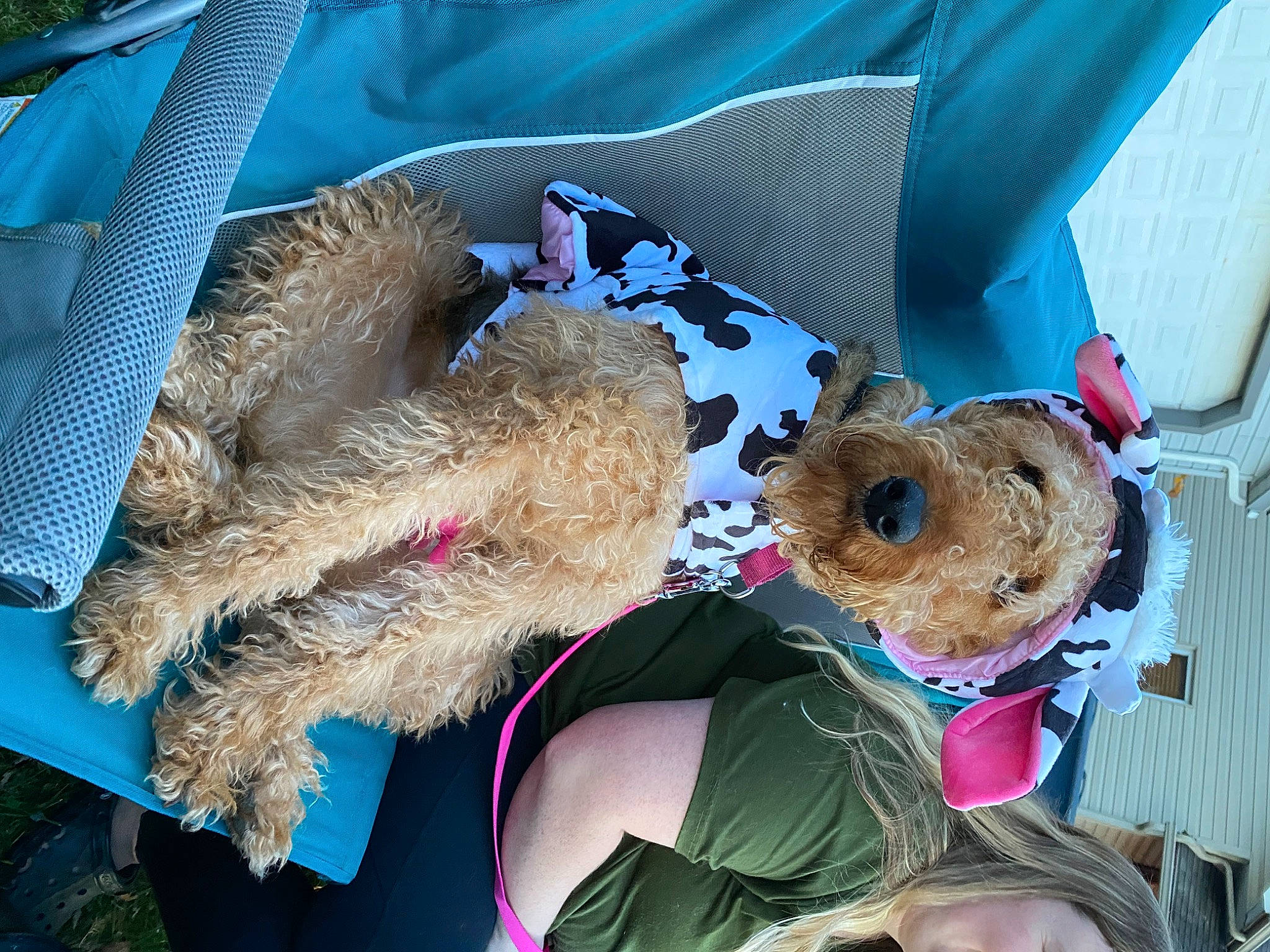 Darby joined the competition — help win amazing prizes! blue, clock, costume_hat, electric_blue, event, fashion_accessory, fawn, feather, fur, natural_material, plush, stuffed_toy, toy