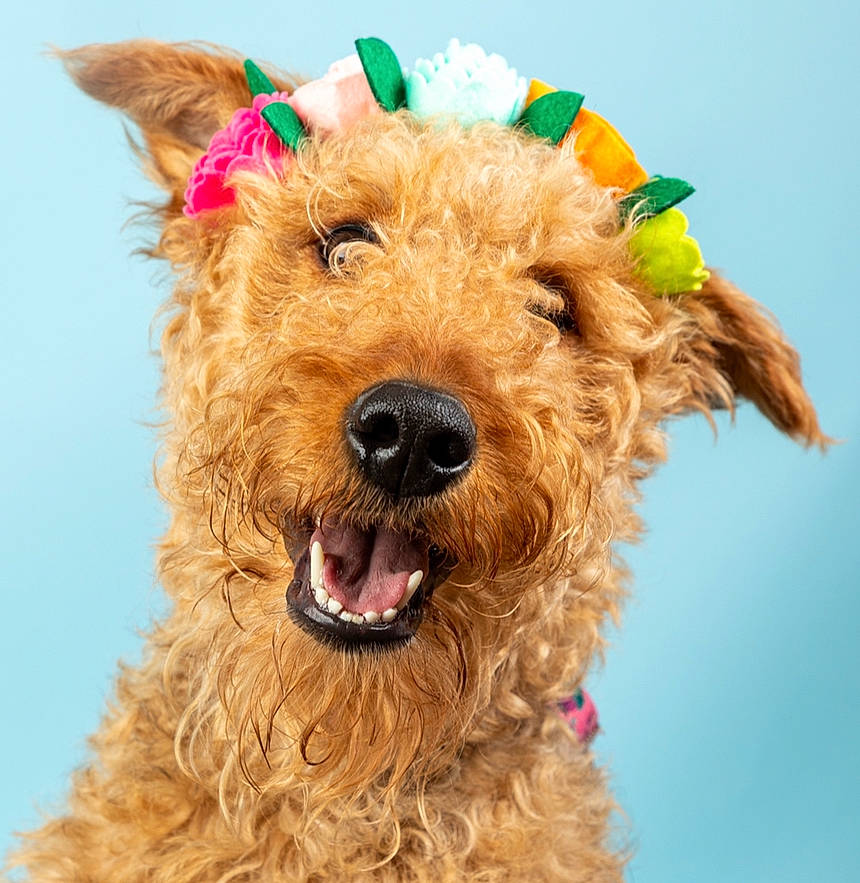 Darby is registered to the contest to win money with this photo: carnivore, companion_dog, dog, dog_breed, dog_supply, fashion_accessory, fur, hat, irish_terrier, liver, sky, snout, terrier, welsh_terrier, working_animal