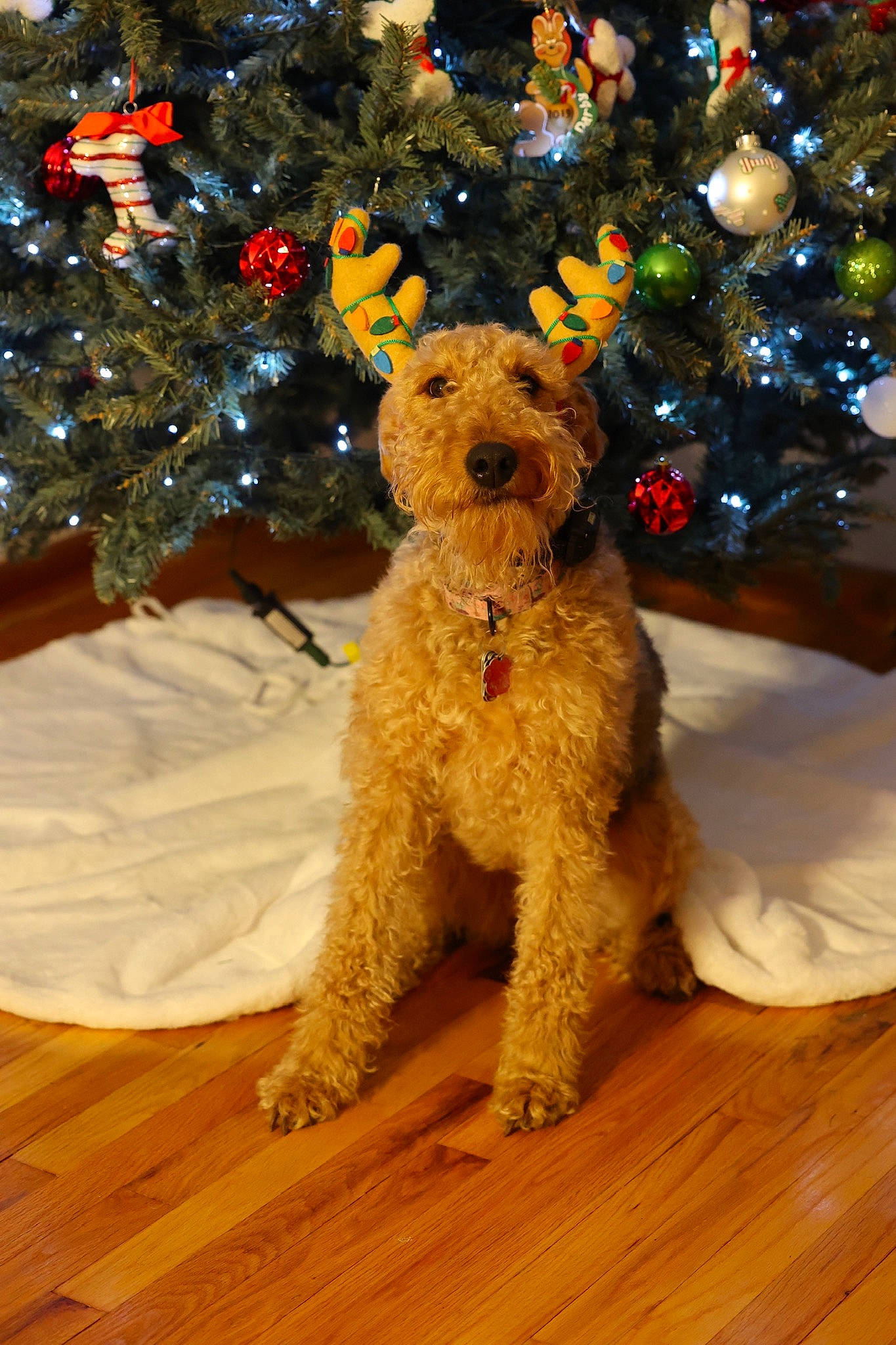 Darby joined the competition — help win amazing prizes! carnivore, christmas_decoration, christmas_ornament, christmas_tree, companion_dog, dog, dog_breed, event, fawn, flooring, fur, holiday_ornament, ornament, poodle, sporting_group, stuffed_toy, toy, toy_dog, water_dog, wood