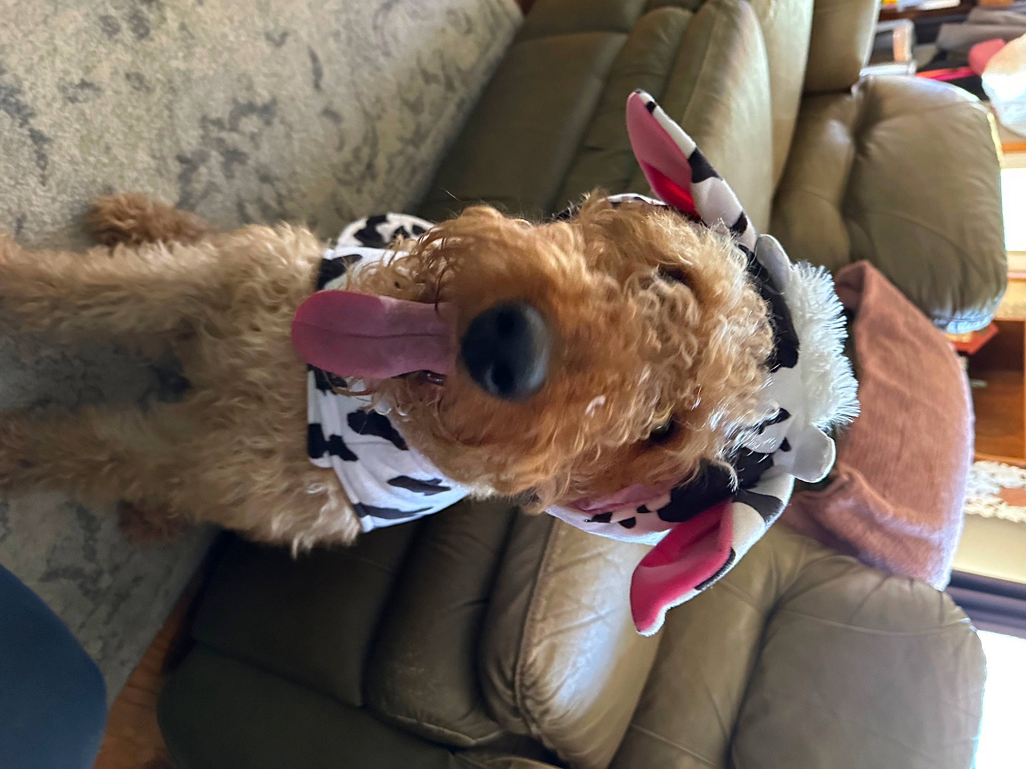 Darby is registered to the contest to win money with this photo: airedale_terrier, canidae, carnivore, collar, comfort, companion_dog, dog, dog_breed, dog_clothes, dog_collar, dog_supply, fawn, fur, leash, pet_supply, plush, snout, terrier, toy, working_animal