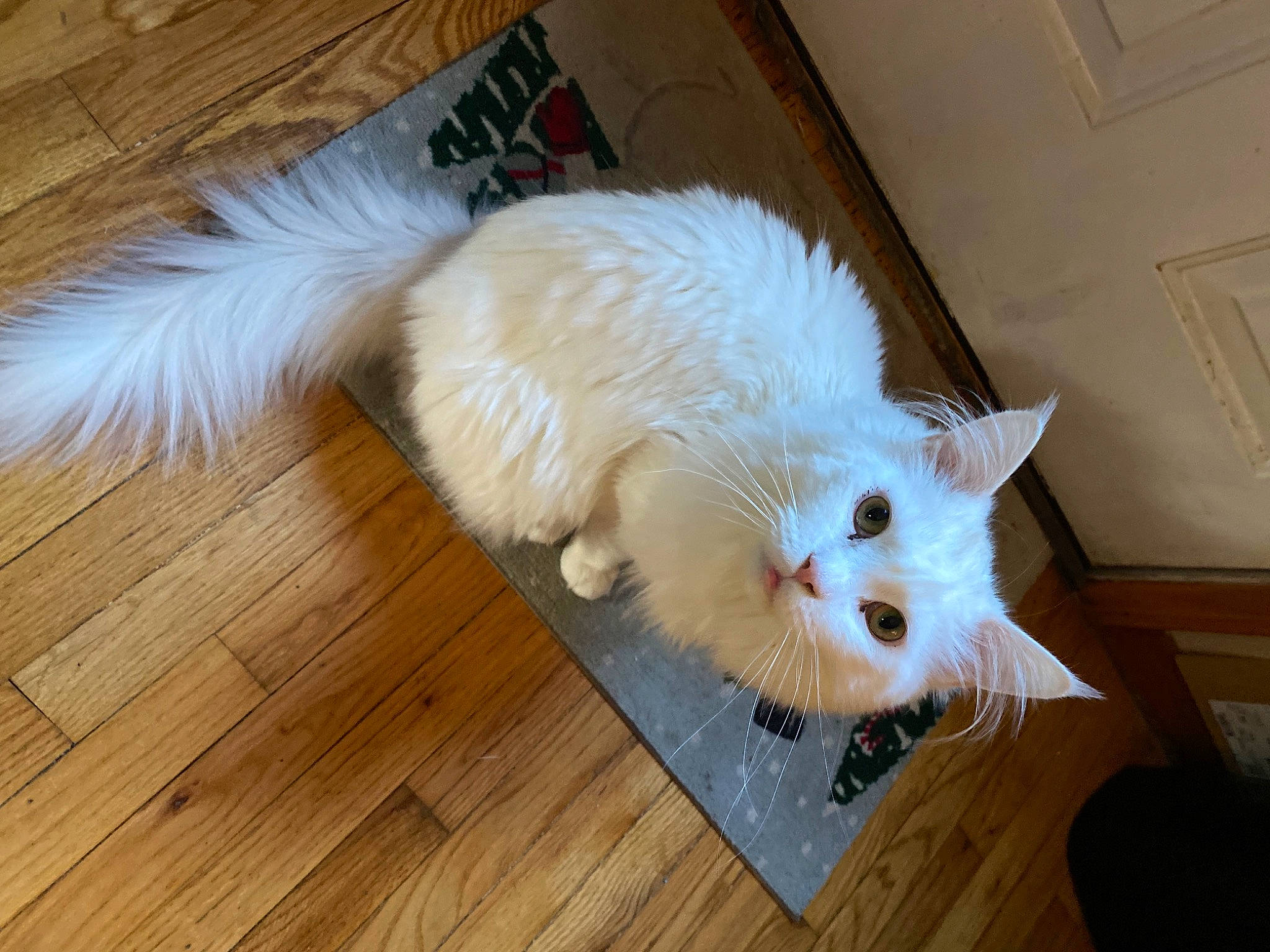 Mallow joined the competition — help win amazing prizes! carnivore, cat, claw, domestic_short_haired_cat, door, fawn, felidae, flooring, fur, hardwood, laminate_flooring, paw, small_to_medium_sized_cats, snout, tail, varnish, whiskers, wood, wood_flooring, wood_stain