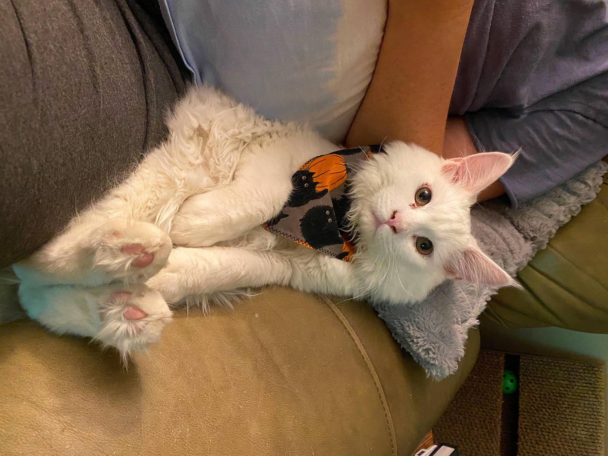 Mallow joined the competition — help win amazing prizes! canidae, carnivore, cat, claw, comfort, companion_dog, couch, domestic_short_haired_cat, fawn, felidae, foot, fur, lap, mammal, paw, small_to_medium_sized_cats, snout, tail, vertebrate, whiskers