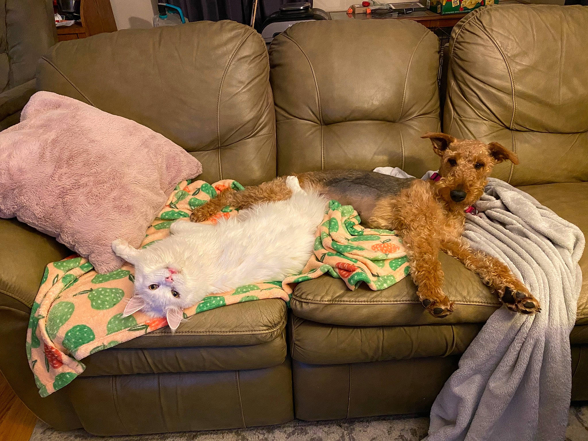 Mallow joined the competition — help win amazing prizes! carnivore, comfort, companion_dog, couch, dog, flooring, fur, furniture, green, linens, living_room, mammal, pillow, room, sleeper_chair, sofa_bed, sporting_group, studio_couch, throw_pillow, wood