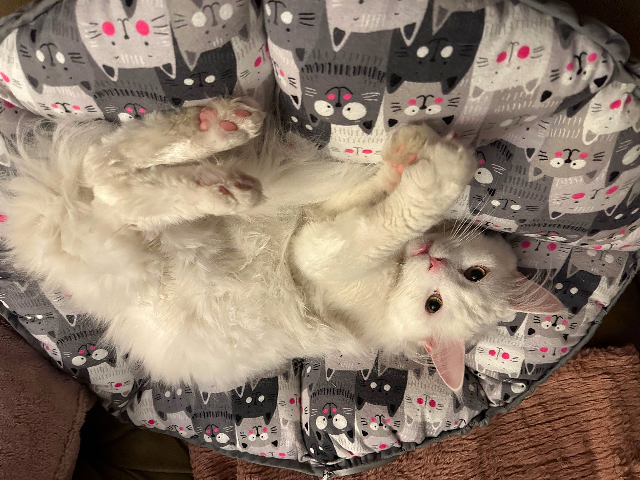 Mallow is registered to the contest to win money with this photo: canidae, carmine, carnivore, cat, companion_dog, dog_breed, fang, fashion_accessory, felidae, fur, grey, pattern, paw, personal_protective_equipment, small_to_medium_sized_cats, sporting_group, tail, whiskers, white