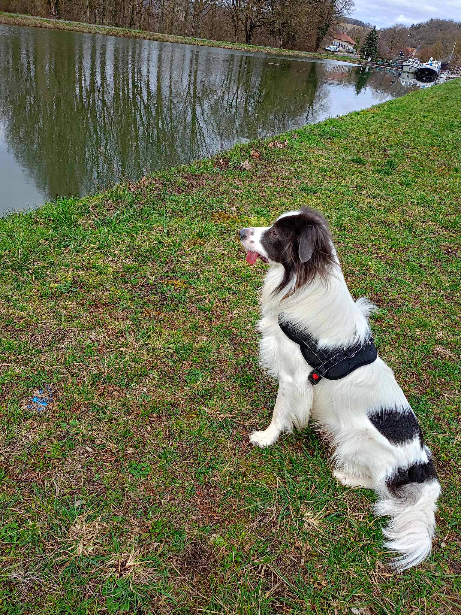 Tango a rejoint le concours — aidez-le/la à gagner de superbes lots ! carnivore, collar, companion_dog, dog, dog_breed, dog_collar, grass, groundcover, gun_dog, lacustrine_plain, lake, landscape, leash, loch, plant, reservoir, sporting_group, tail, terrier, water