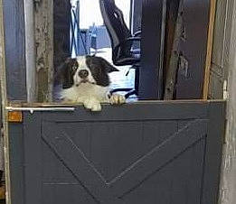 Tango participe au concours pour gagner de l'argent avec cette photo : building, canidae, carnivore, companion_dog, dog, dog_breed, dog_supply, door, event, fixture, flooring, hardwood, non_sporting_group, pet_supply, room, sporting_group, window, wood, working_animal, working_dog