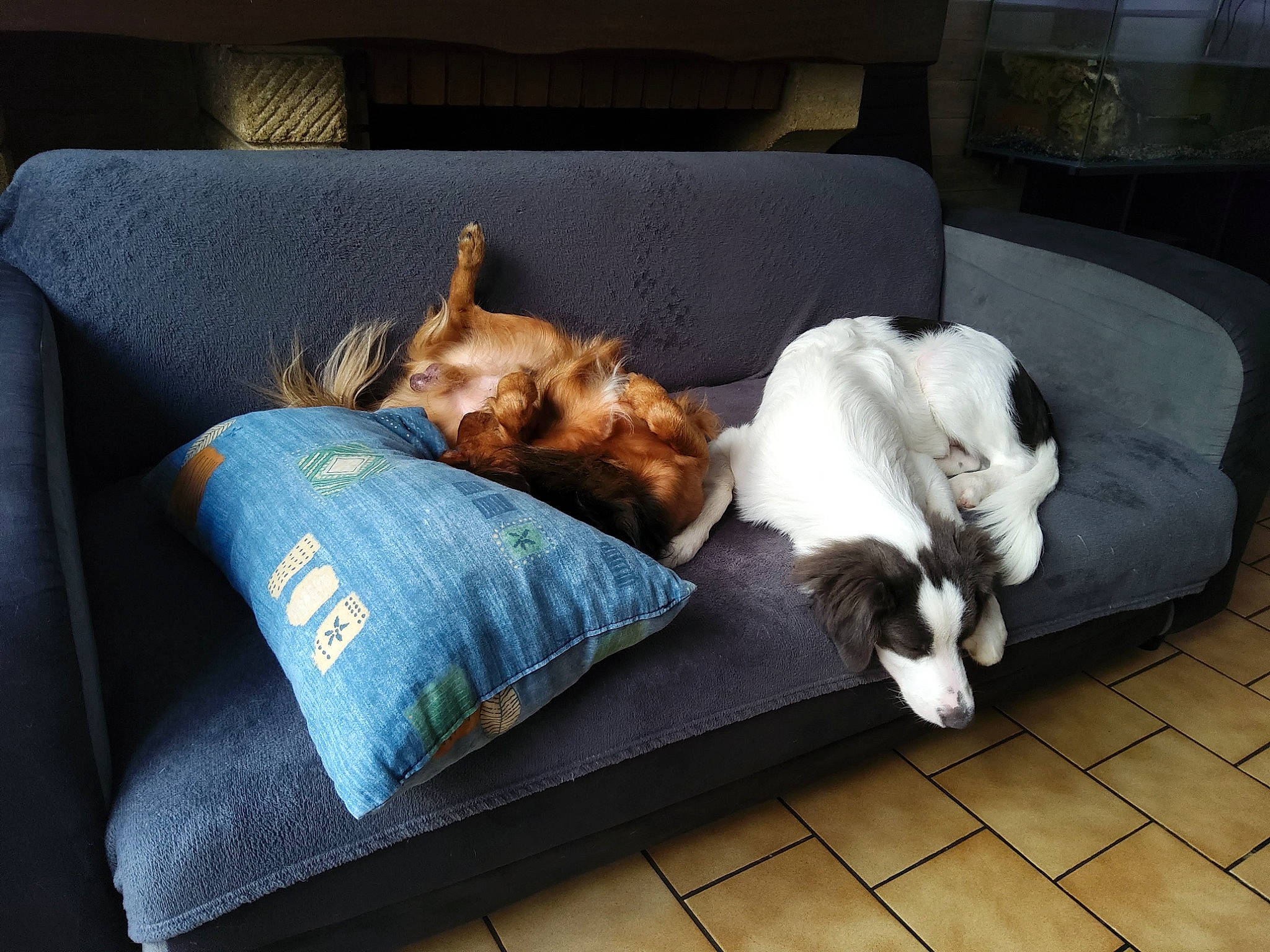 Tango a rejoint le concours — aidez-le/la à gagner de superbes lots ! carnivore, cat, comfort, companion_dog, couch, dog, dog_breed, fawn, felidae, flooring, furniture, hardwood, linens, living_room, small_to_medium_sized_cats, sporting_group, tail, toy_dog, whiskers, wood