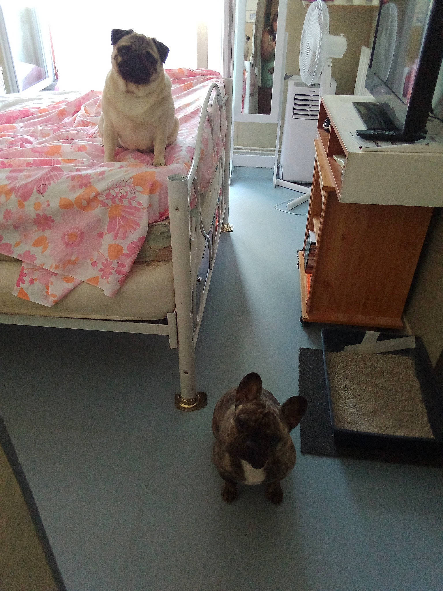 Simba Opaline a rejoint le concours — aidez-le/la à gagner de superbes lots ! canidae, carnivore, cat, comfort, companion_dog, fawn, felidae, floor, flooring, hardwood, interior_design, linens, living_room, room, small_to_medium_sized_cats, sporting_group, tail, vertebrate, whiskers, wood