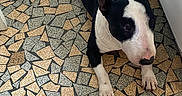 Schoumi a rejoint le concours — aidez-le/la à gagner de superbes lots ! animal, black_and_white, bull_terrier, canine, companion, dog, domestic_animal, ears_up, floor_tiles, flooring, house, indoor, looking_away, lying_down, mosaic_floor, patterned_floor, pet, resting, short_hair, side_view