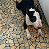 animal, black_and_white, bull_terrier, canine, companion, dog, domestic_animal, ears_up, floor_tiles, flooring, house, indoor, looking_away, lying_down, mosaic_floor, patterned_floor, pet, resting, short_hair, side_view