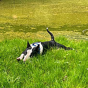 Schoumi participe au concours pour gagner de l'argent avec cette photo : algae, animal, black_and_white, canine, collar, daylight, dog, field, grass, greenery, nature, outdoor, park, playful, pond, relaxing, resting, sign, summer, water