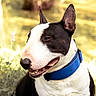 animal, black_and_white, blue_collar, bull_terrier, canine, closeup, collar, daylight, dog, ears, fur, grass, happy, nature, nose, outdoor, pet, portrait, smiling, sunlight