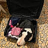 Schoumi participe au concours pour gagner de l'argent avec cette photo : animal, black_and_white, clothes, companion, cozy, curious, cute, dog, domestic, floor, household, indoor, looking_up, lying_down, packed, pet, resting, suitcase, tile, travel