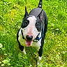 animal, black_and_white, bull_terrier, canine, collar, daylight, dog, ears_up, grass, grass_field, greenery, happy, mammal, nature, outdoor, pet, playful, standing, summer, tongue_out