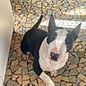 Schoumi a rejoint le concours — aidez-le/la à gagner de superbes lots ! animal, black_and_white, bull_terrier, canine, companion, curious, cute, dog, domestic, ears_up, floor, friendly, indoor, looking_up, mosaic_tiles, paw, pet, shadow, standing, sunlight